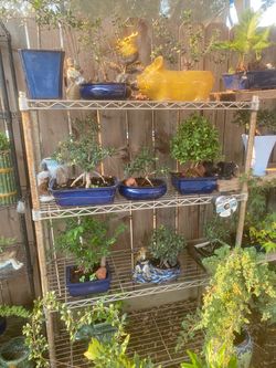 Bonsai plants for sale $50 each
