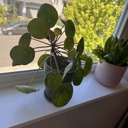 Pilea Peperomioides Plant, Chinese Money Plant In a 5inch Pot