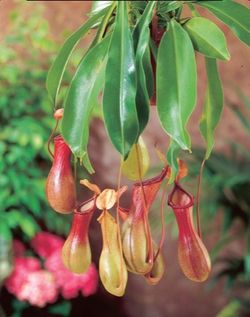 Nepenthes 'Alata' Tropical Pitcher Plant 3” pot