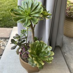 Many Beautiful Succulents 