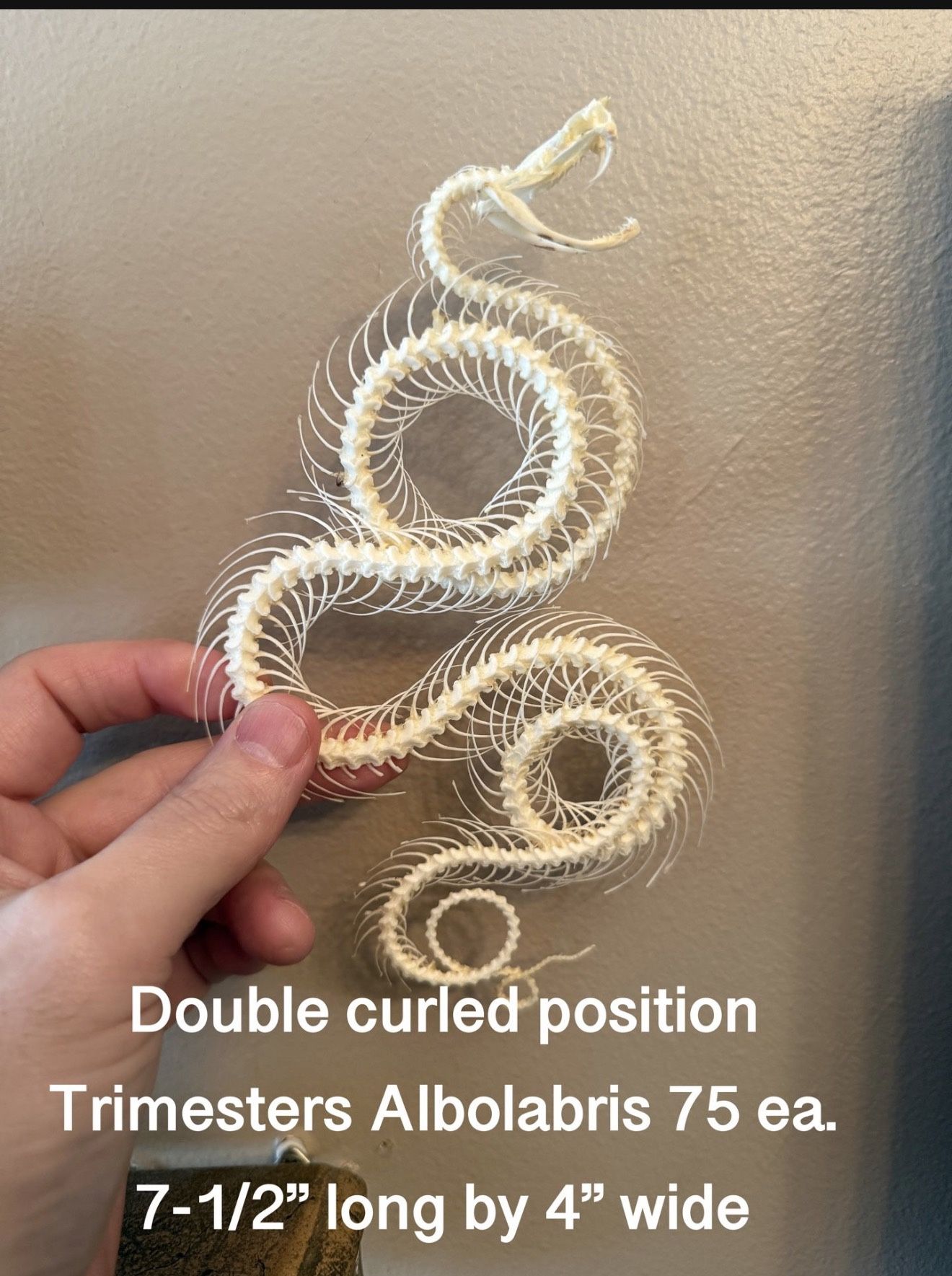 Snake Skeleton – Oddities – Gothic