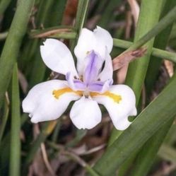 1.5 Gallon Pot Perennial Plant - Iris Rhizomes - White Flowers - Rooted & Established - Beautiful Color 🪴- Drought Resistant  
