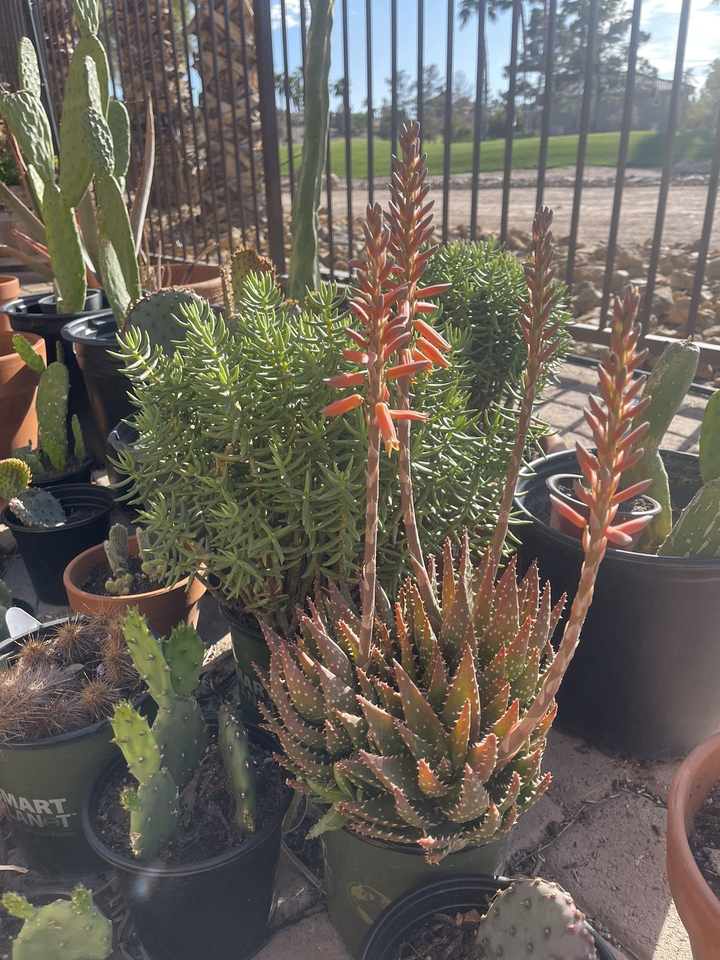 Various Desert Plants In 1/2 gal And 1 gal Pots 