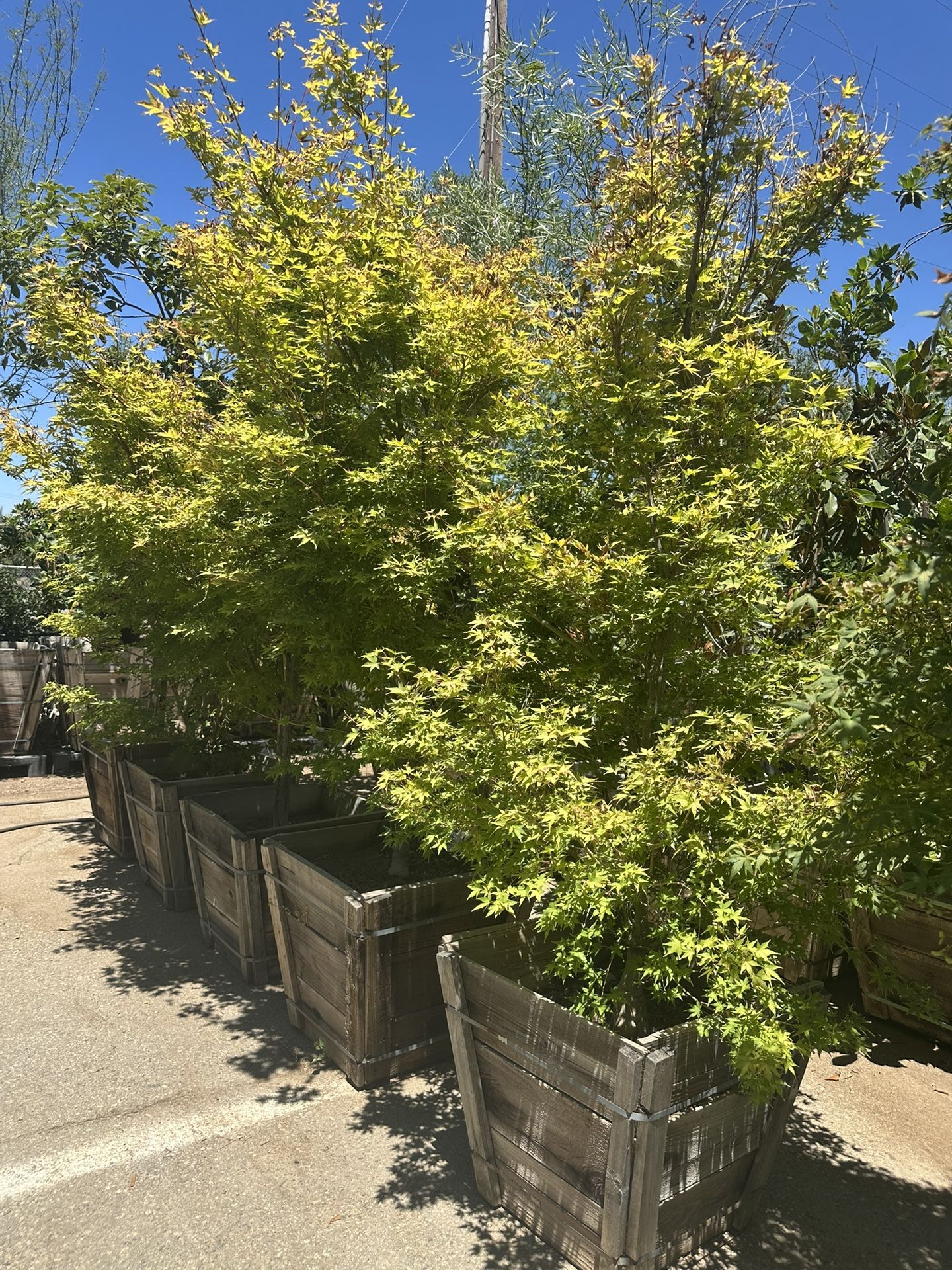 Coral Bark Japanese Maple Tree