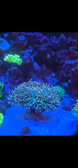 Fake coral decorations