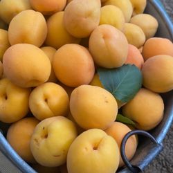 Fresh Apricot In Lodi 