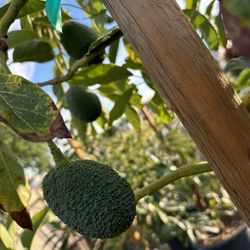 Hass Avocado Tree
