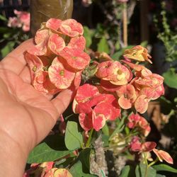 Corona De Cristo. La Mil Colores