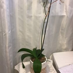 Phalaenopsis Orchid 26”