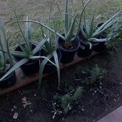 $5 each plants available for sale aloe Vera and more