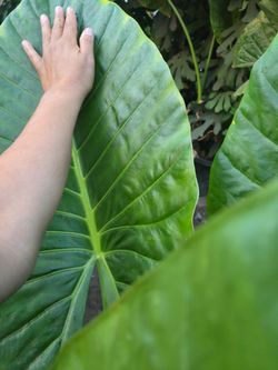 Elephant ear plant