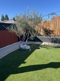 Fruitless Olive Trees For Sale 