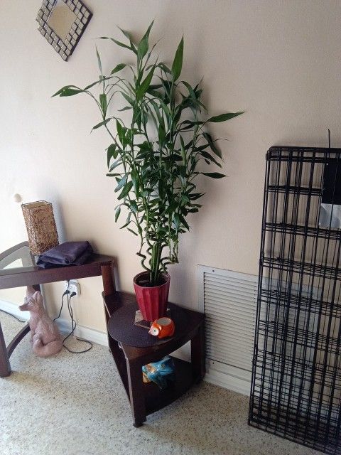 Bamboo Plant