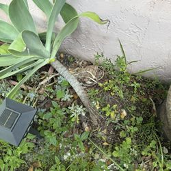 Different Types Of Succulents For Said