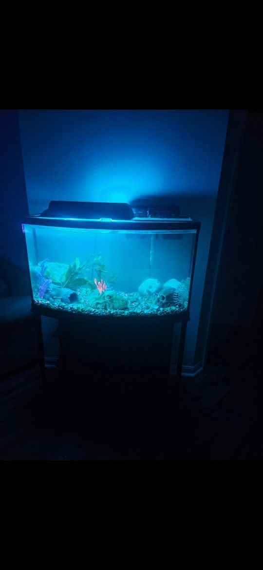bow front fish tank