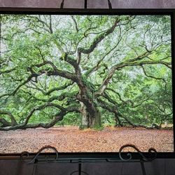 "Angel Oak Tree"