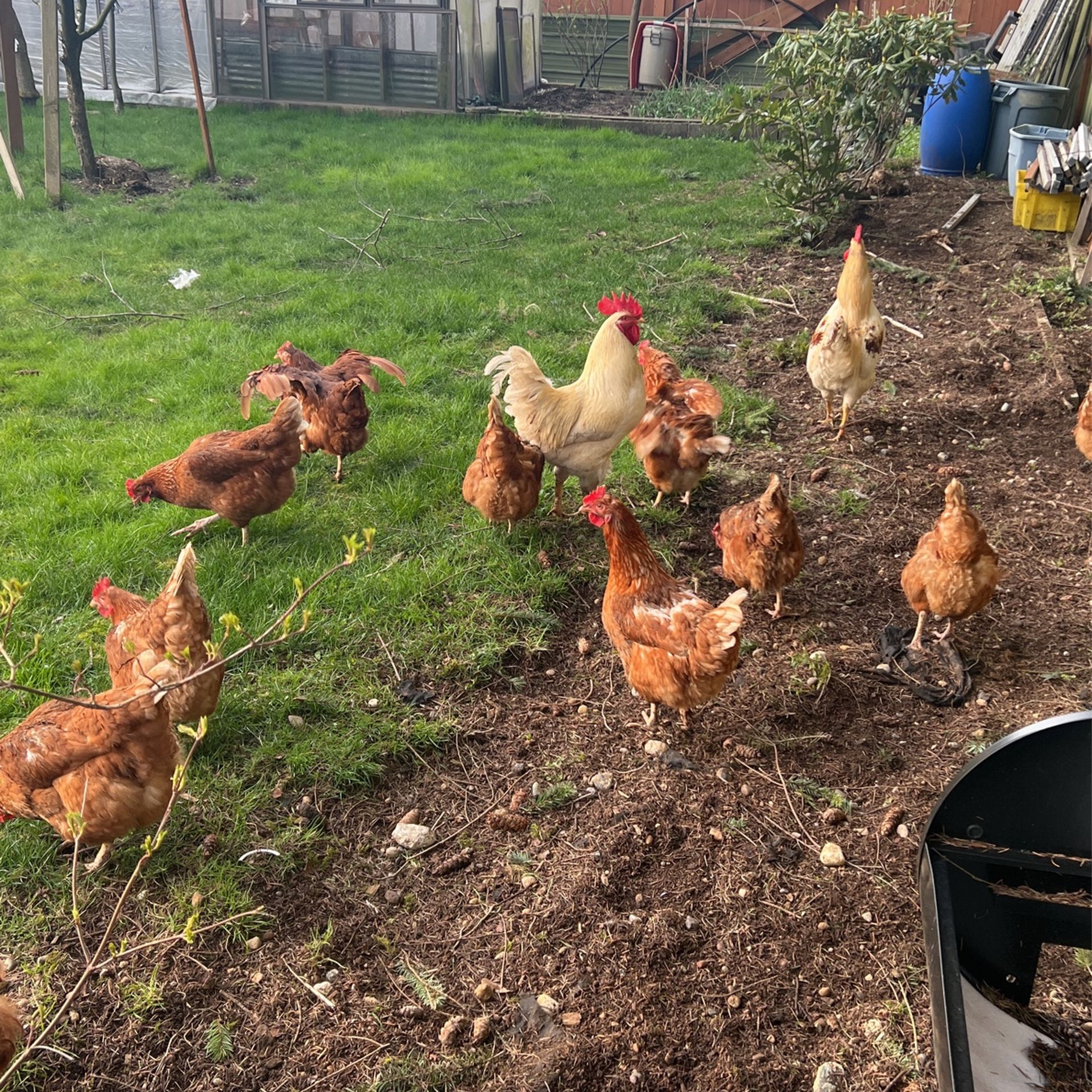Organic Pasture Chicken Eggs