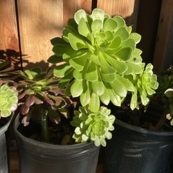 Aeonium Japanese Succulent Green Red Plants 