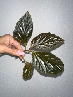 Begonia maynensis