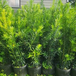 Beautiful Podocarpus Plants For Privacy!!! Fertilized!! About 3.5 Feet Tall 