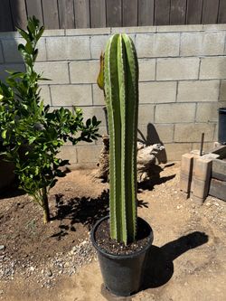 Cactus Plant (Mexican fence post)