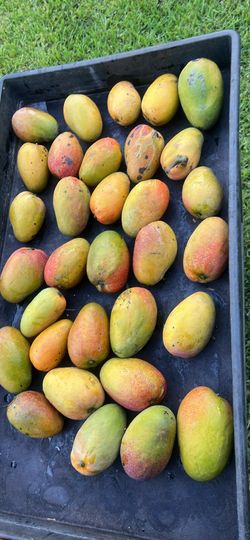 30 mango all ripe available