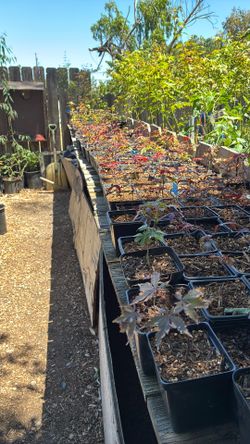 Red Japanese maples seedlings 25