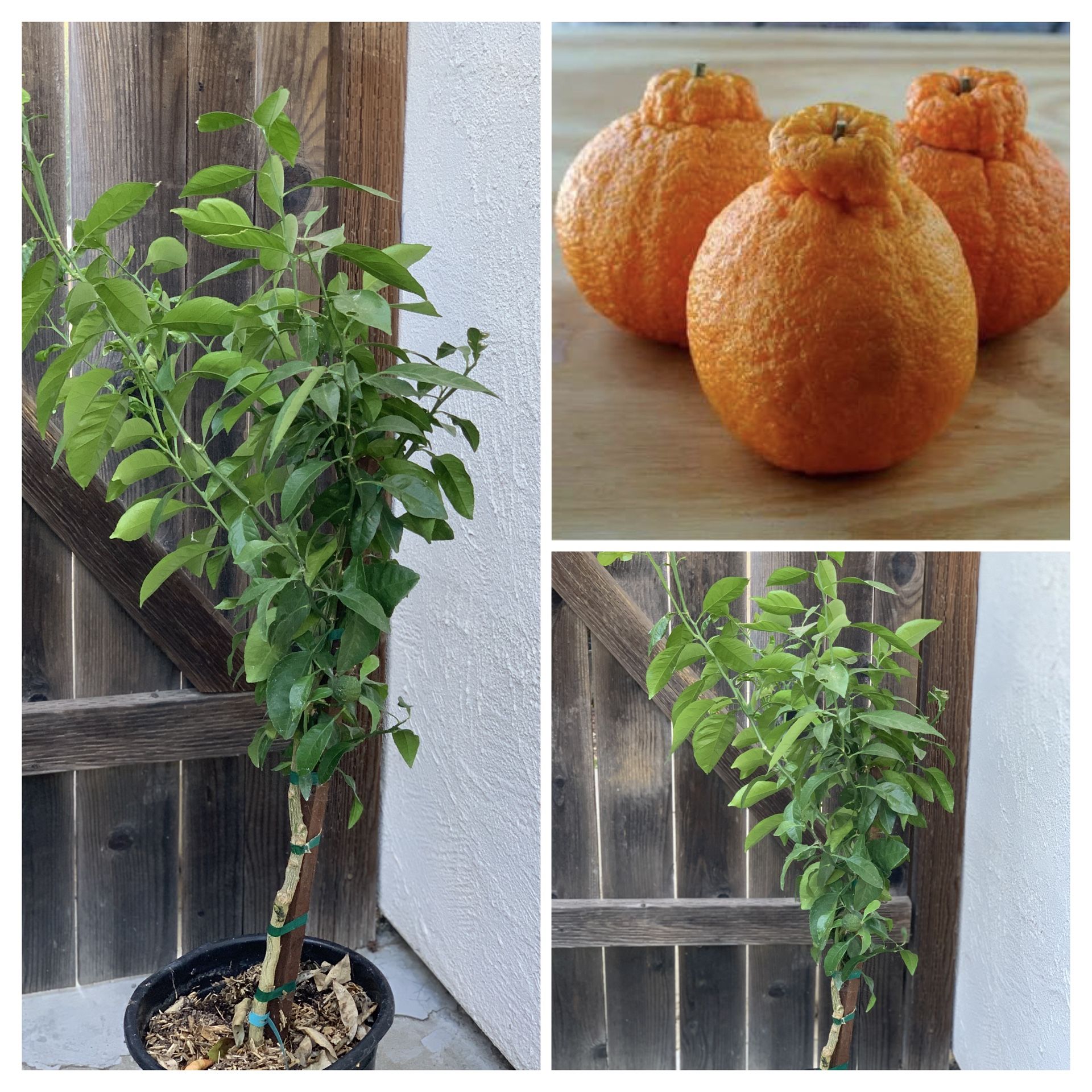 SALE RARE SUMO SHIRANUI DEKOPON MANDARIN GRAFTED CITRUS 不知火 SEMI DWARF FRUIT TREE IN 5 GALLON POTS Quýt Túi Tiền Around 4 F Tall  The fruit is aromati