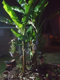 Organic banana plant