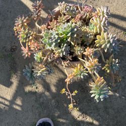 Succulents