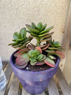 Kalanchoe Succulent Plant