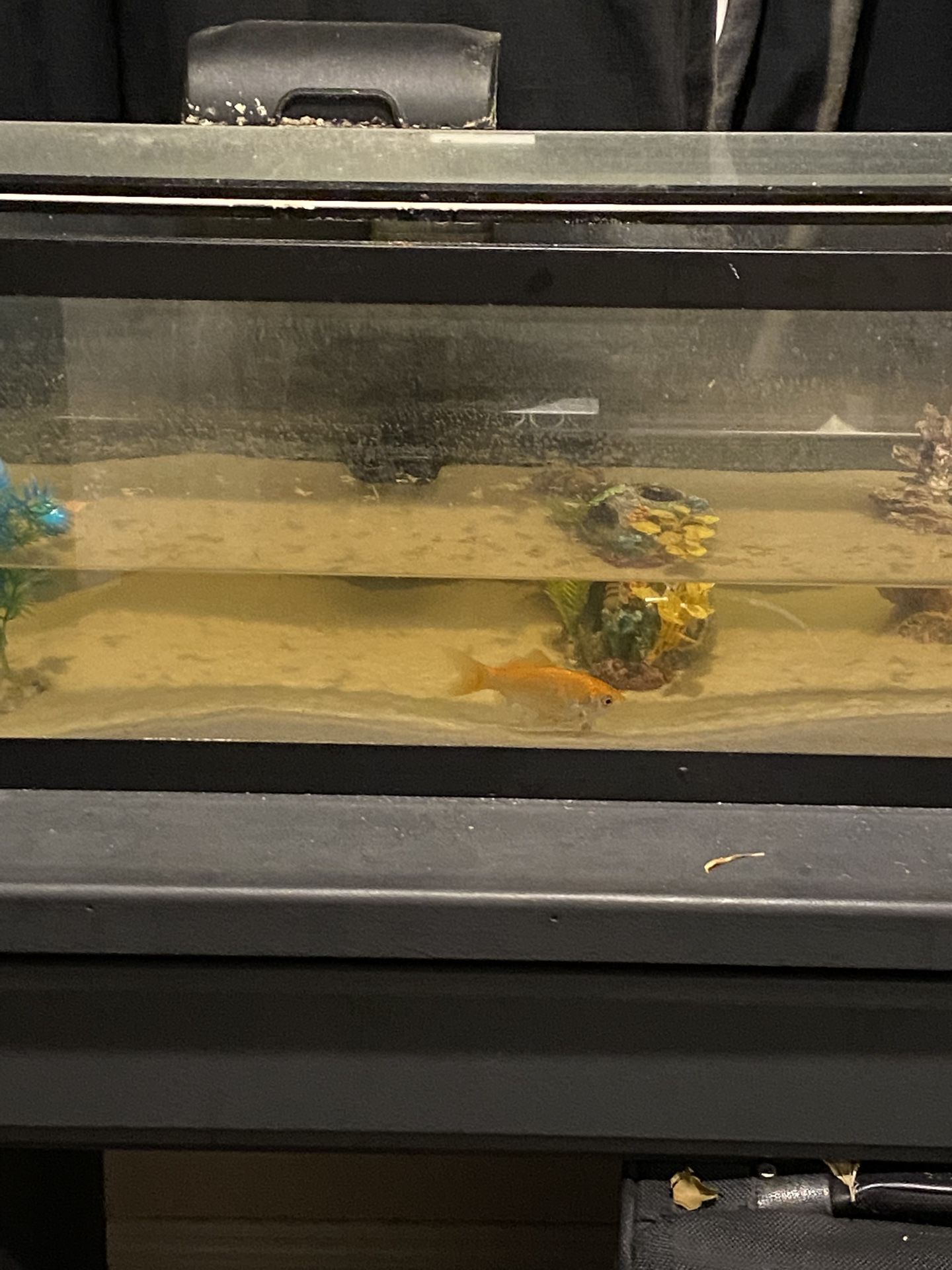 Free Fish Tank With 2 Yr Old Goldfish. 