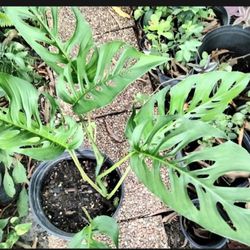 Monstera Adansonnii Swiss Cheese Plant 3 Gallon Pot