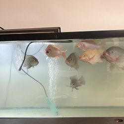 fish tank  only 48x14x21 Tilapia fish are not included