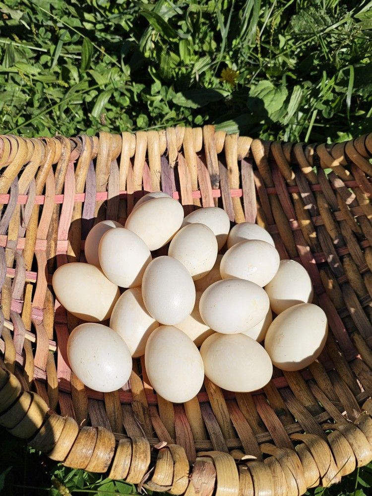 Fresh Balut Duck Eggs