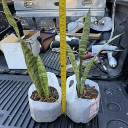 Snake Plants. $5 Each