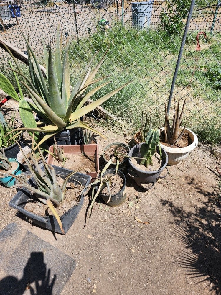 30 BEAUTIFUL Aloe Vere Defrnt Size Contener VERY GOOD CONDITION 5---10 $