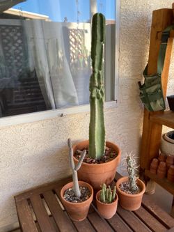 Cactus Collection Potted Terracotta Cacti Patio