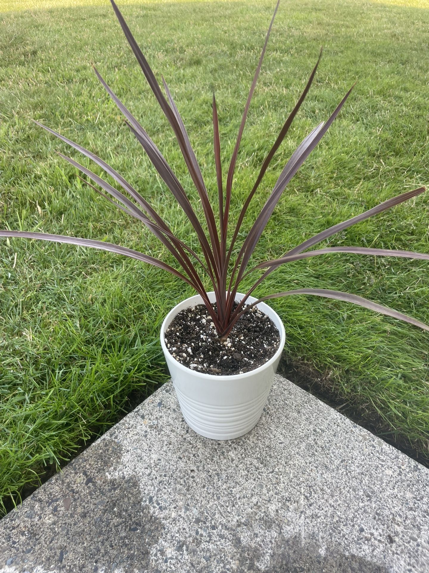 So Fine Cordyline In Stylish Ceramic Planter