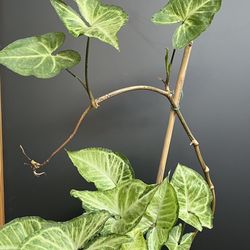 HERMOSAS PLANTAS NATURALES “SYNGONIUM PLANT 