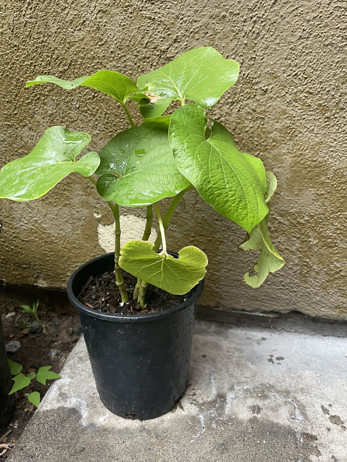 Hierbasanta, Acuyo, Momo, Clanepa, Homeoquelite.