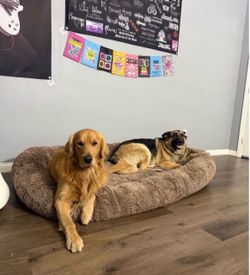 Dog bed. Human Dog Bed, Large Dog Beds for Humans Size Fits You and Pets