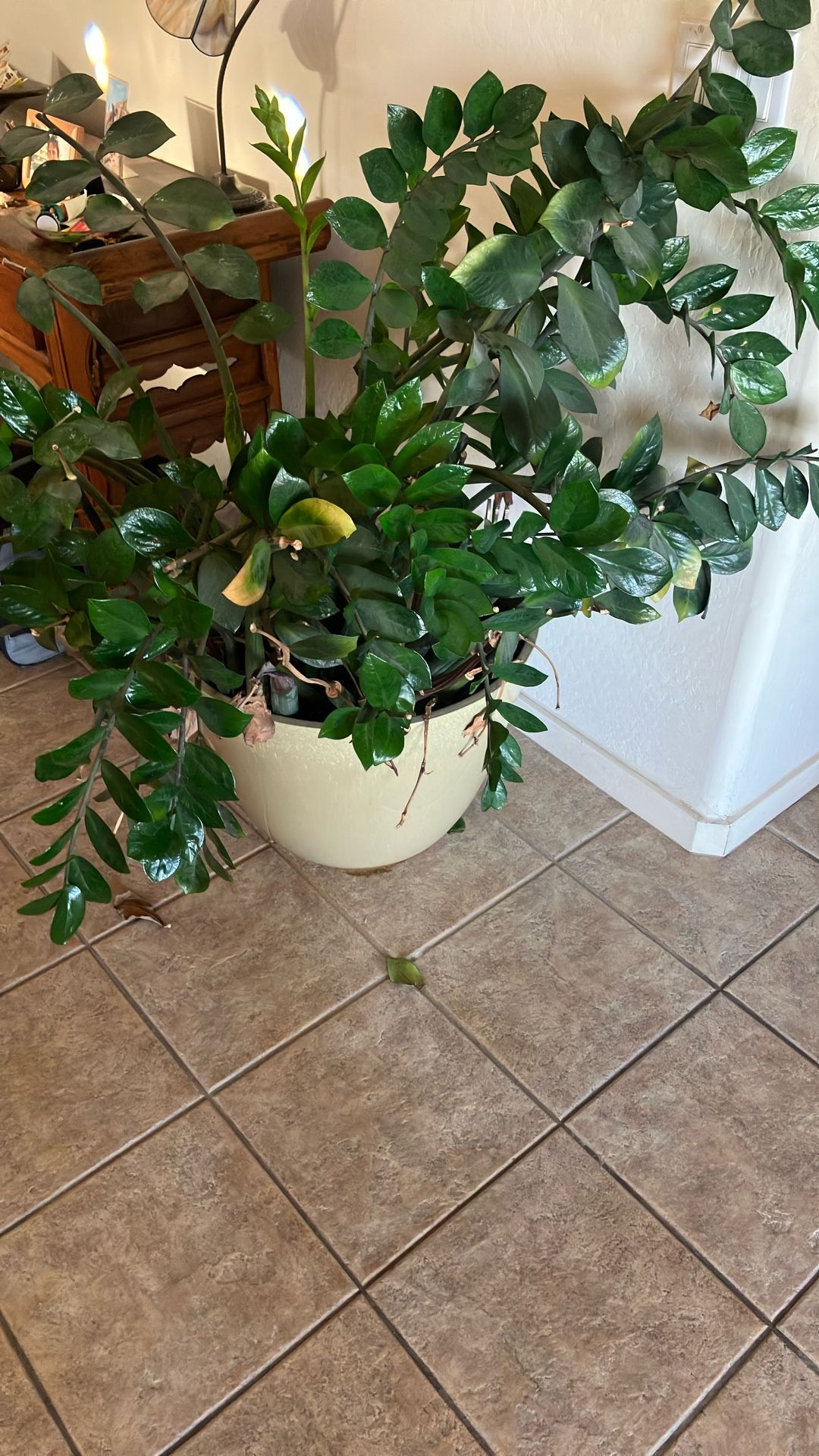 Plant
