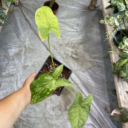 4” Syngonium Mojito