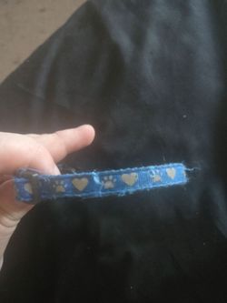 Cat collars
