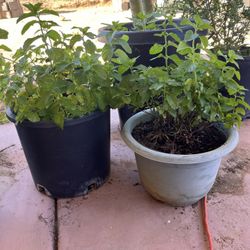 Yerbabuena En Bote Grande