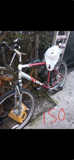 GT Timborlino