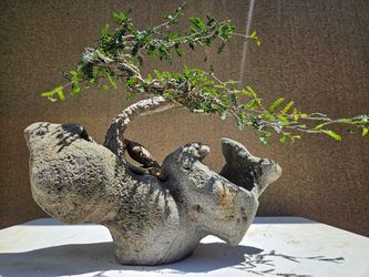 Old Operculicarya Decaryi Bonsai Tree on Rock ___ L20,W9,H15 ( 1.5 INCHES TRUNK ) ( 20 lbs ) ___LAVA ROCK ___This picture was taken on August 04