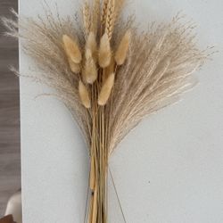 Dried Pampas Grass