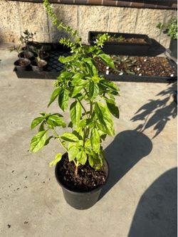 Italian Basil big plant